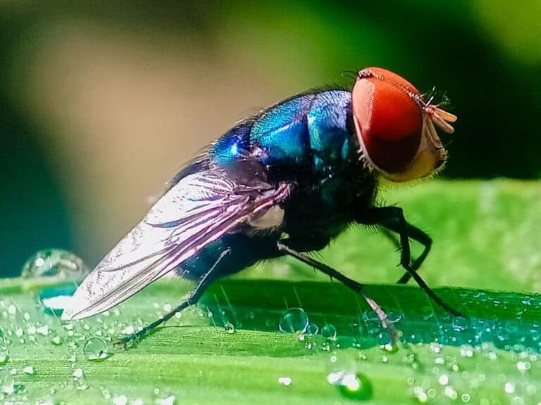 Cochliomyia hominivorax, the New World screw-worm fly, or screw-worm for short, is a species of parasitic fly that is well known for the way in which its larvae (maggots) eat the living tissue.