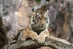 Sumatran tiger