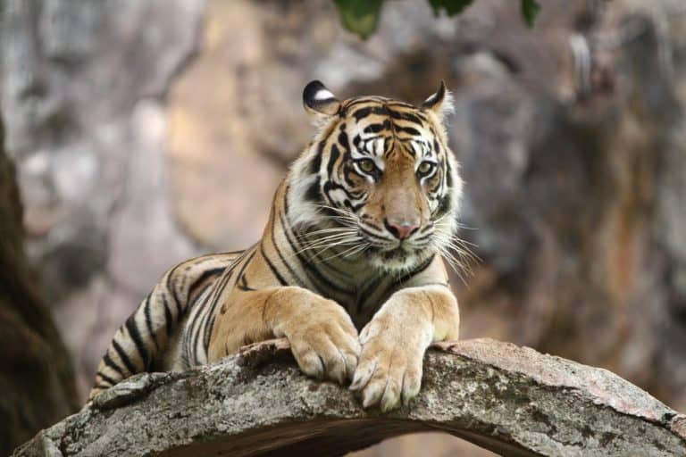 Sumatran Tiger
