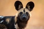 African wild dog