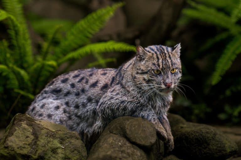Fishing Cat