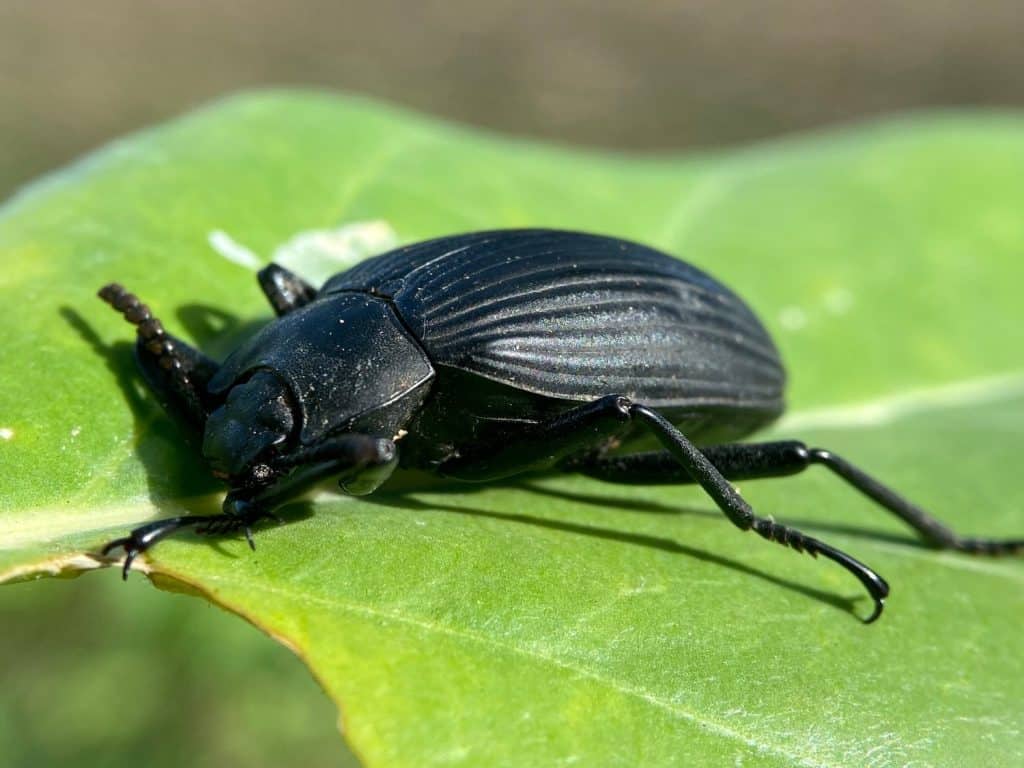 10 Black Beetles, from Horse-Killing Toxins to 1,000X Strength