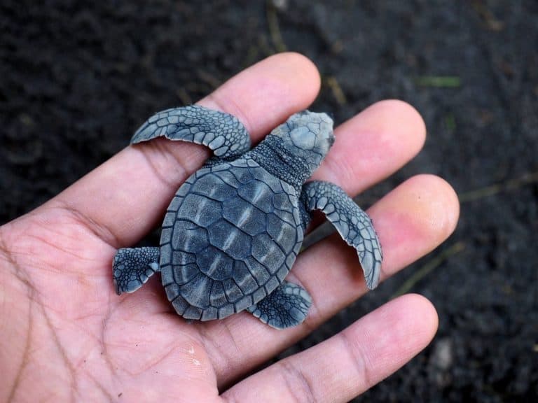Little baby sea turtle in the palm of the hand on a background of black sand