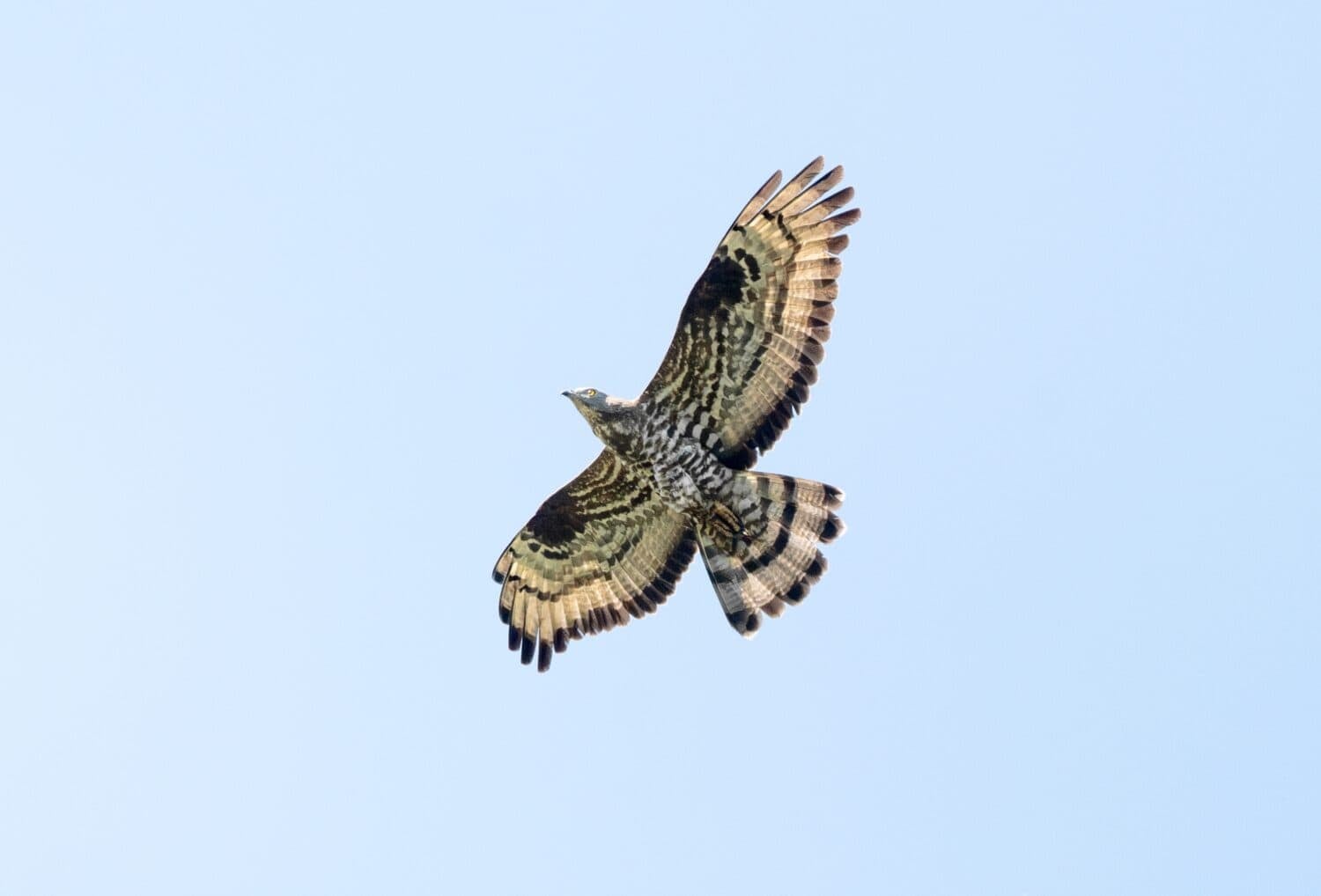 European Honey Buzzard Flying Against The Sky