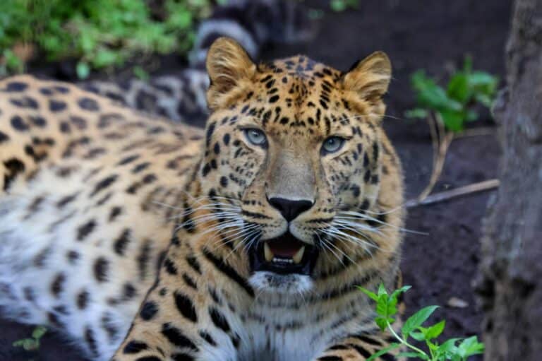 Amur Leopard