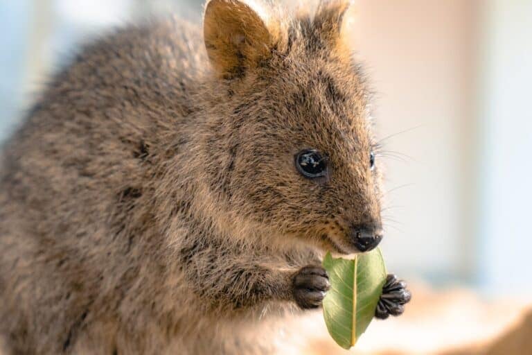Quokka