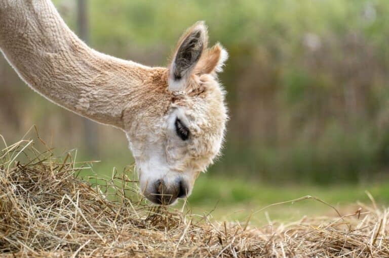 Alpaca