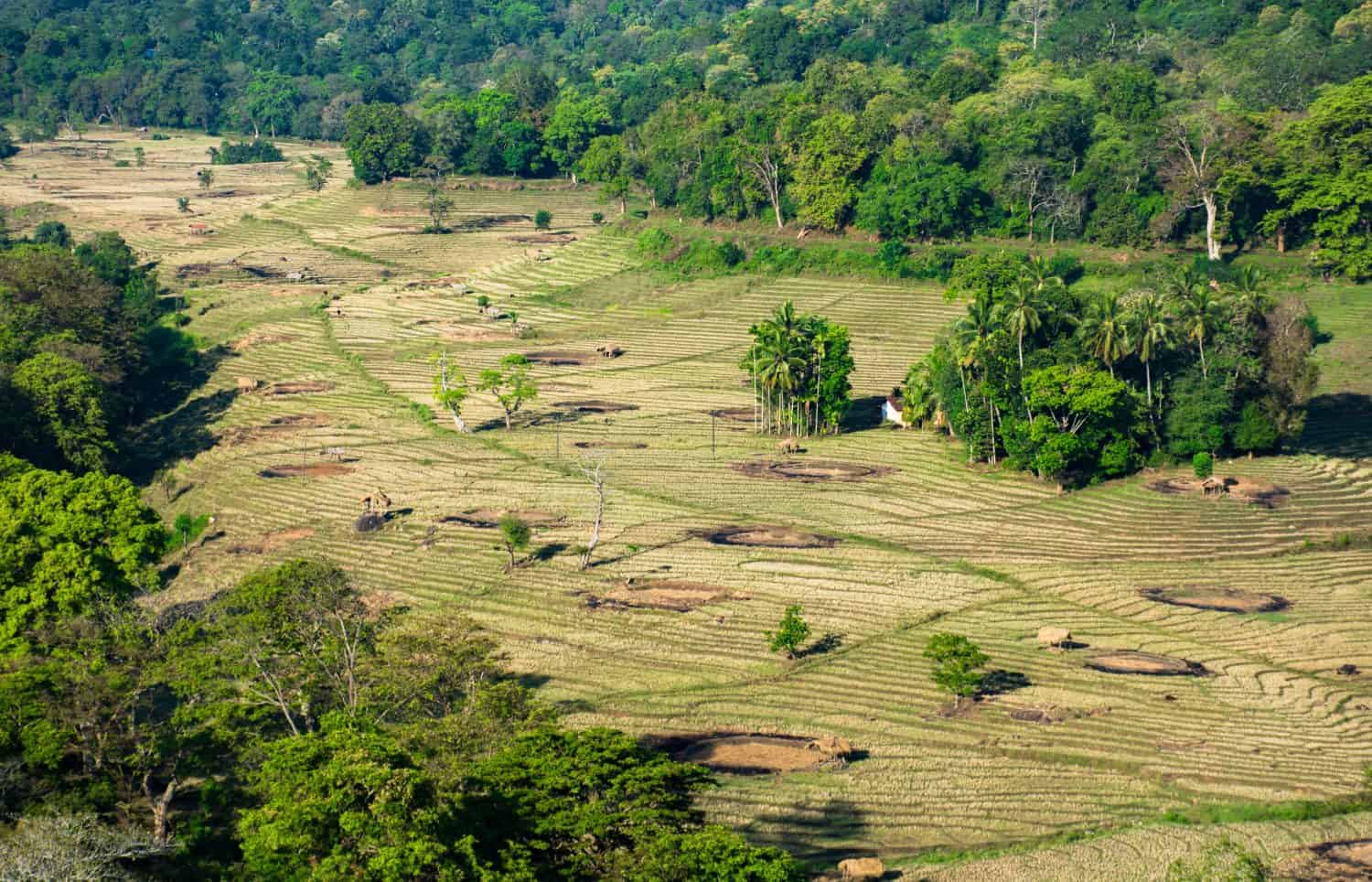 Paddy fields of Lamasuriya village, Kandy, Sri Lanaka