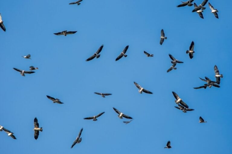 Flock of Swainson’s Hawks in migration flight over Costa Rica, showing raptors soaring together in tropical sky. Bird migration wildlife photography.