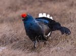 Capercaillie