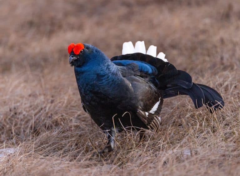 Black grouse lek - lyurus tetrix