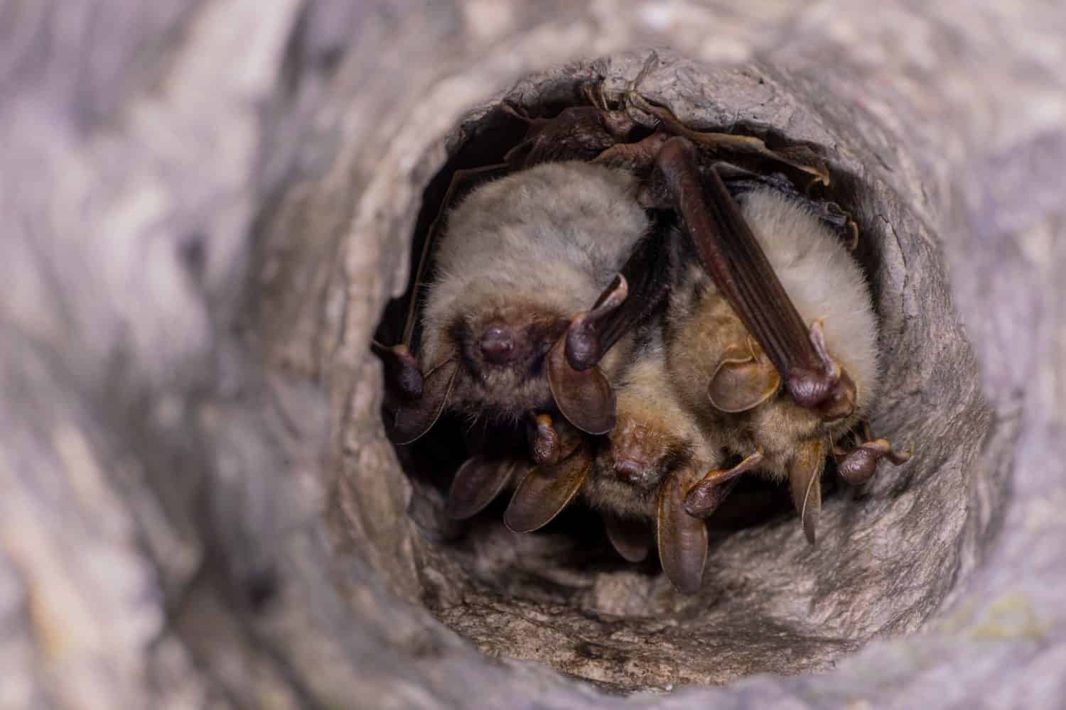 Close up of strange animal Greater mouse-eared bat (Myotis myotis) infected of white-nose syndrome in group of others hanging upside down in the hole of the cave and hibernating. Wildlife take