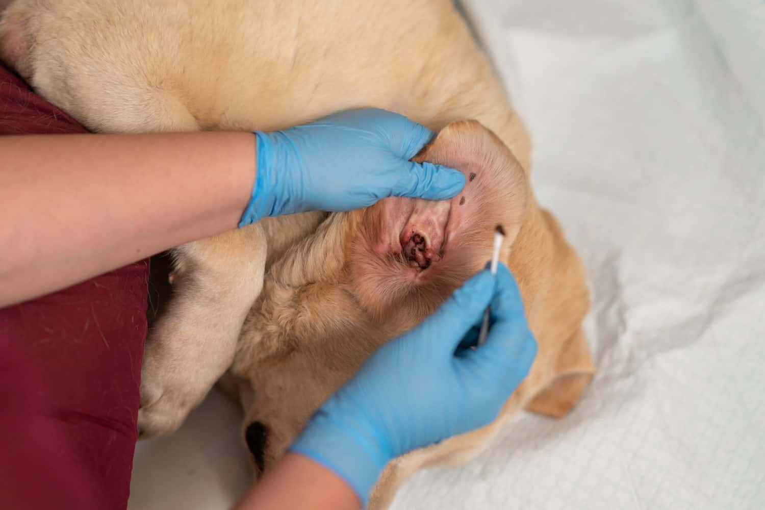 A veterinarian cleans a dog's ears. Treatment for otitis, ear mites, or allergies in dogs. Dog healthcare and skin allergy concept