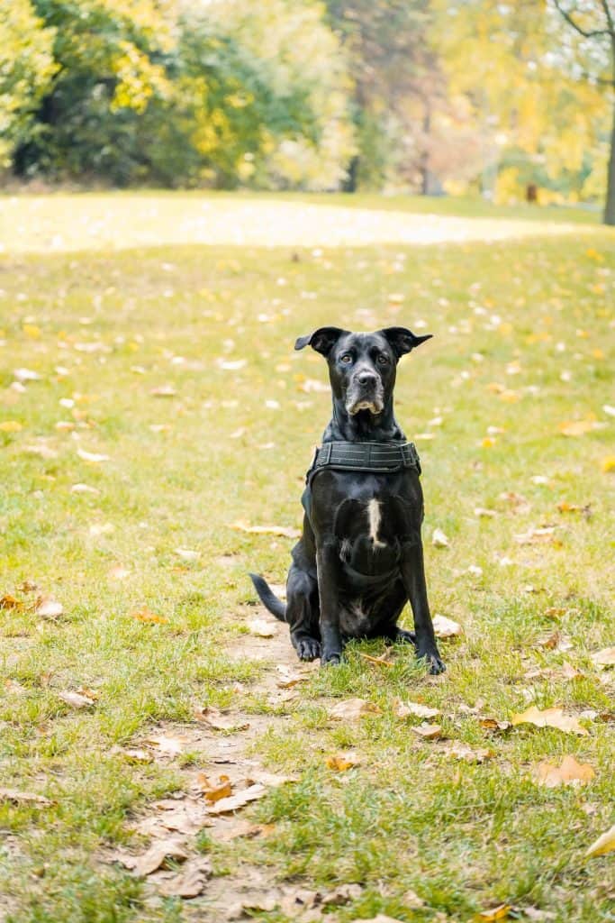 Black mixed breed dog, Cane Corso and Pit Bull.