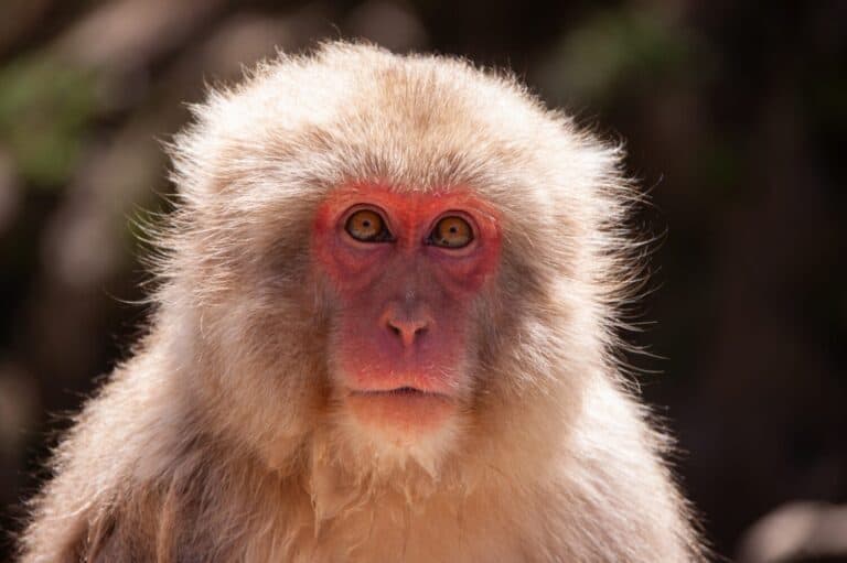 Japanese Macaque