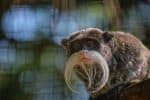 Emperor tamarin