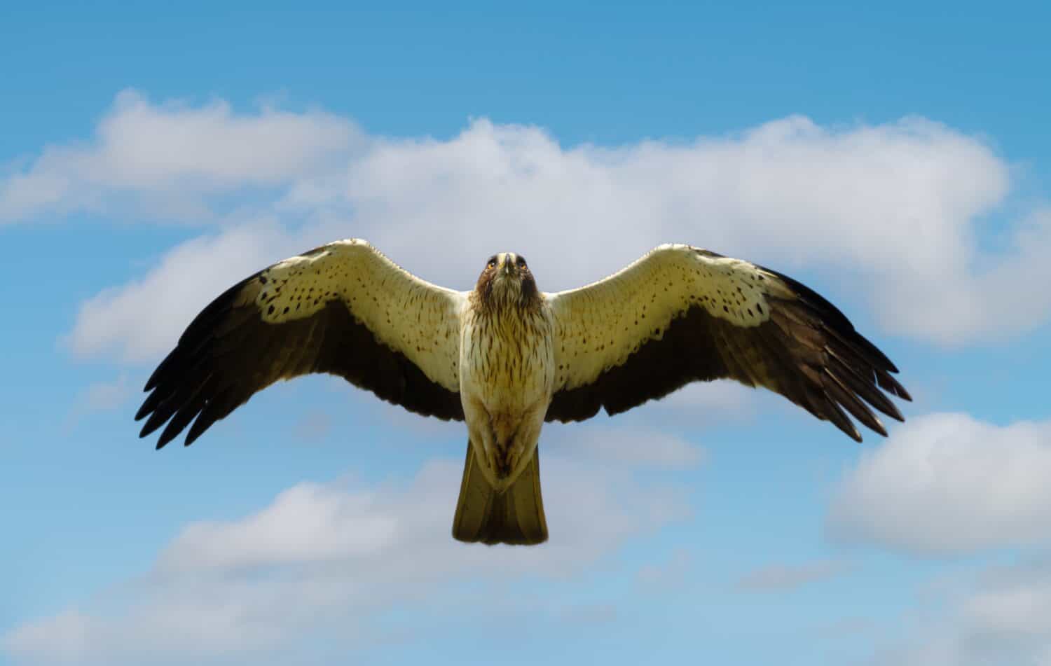 A booted eagle (Hieraaetus pennatus) hovers mid-air with wings fully spread against a blue sky in its natural habitat in Bulgaria.