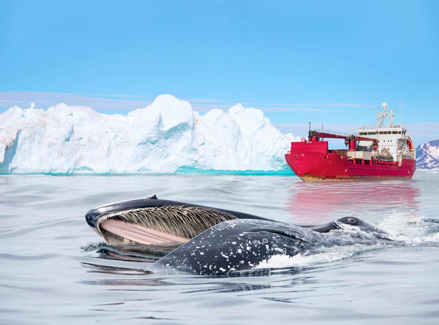 A humpback whale feeds with its mouth open (mouth modifications called baleen) - Arctic ship leaving Tasiilaq after having unloaded at the docks in the harbour - Tasiilaq, Greenland