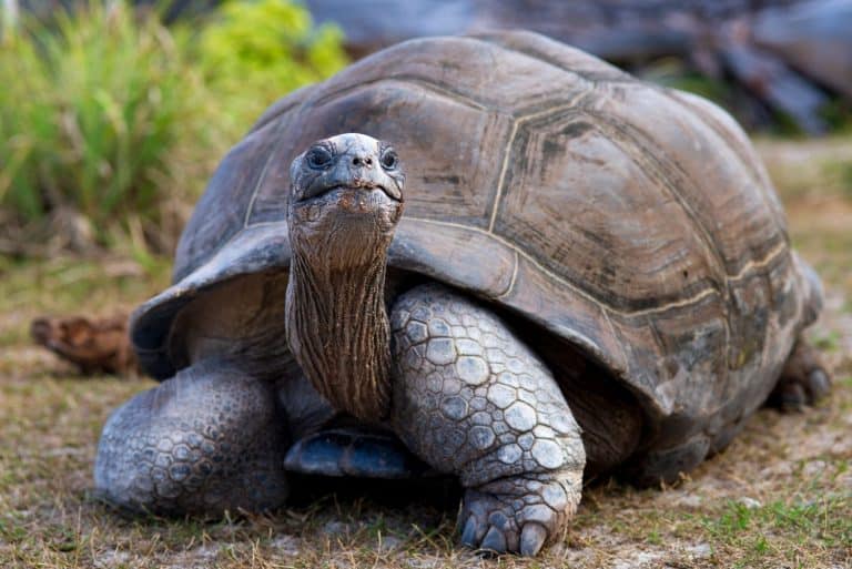 Aldabra Giant Tortoise