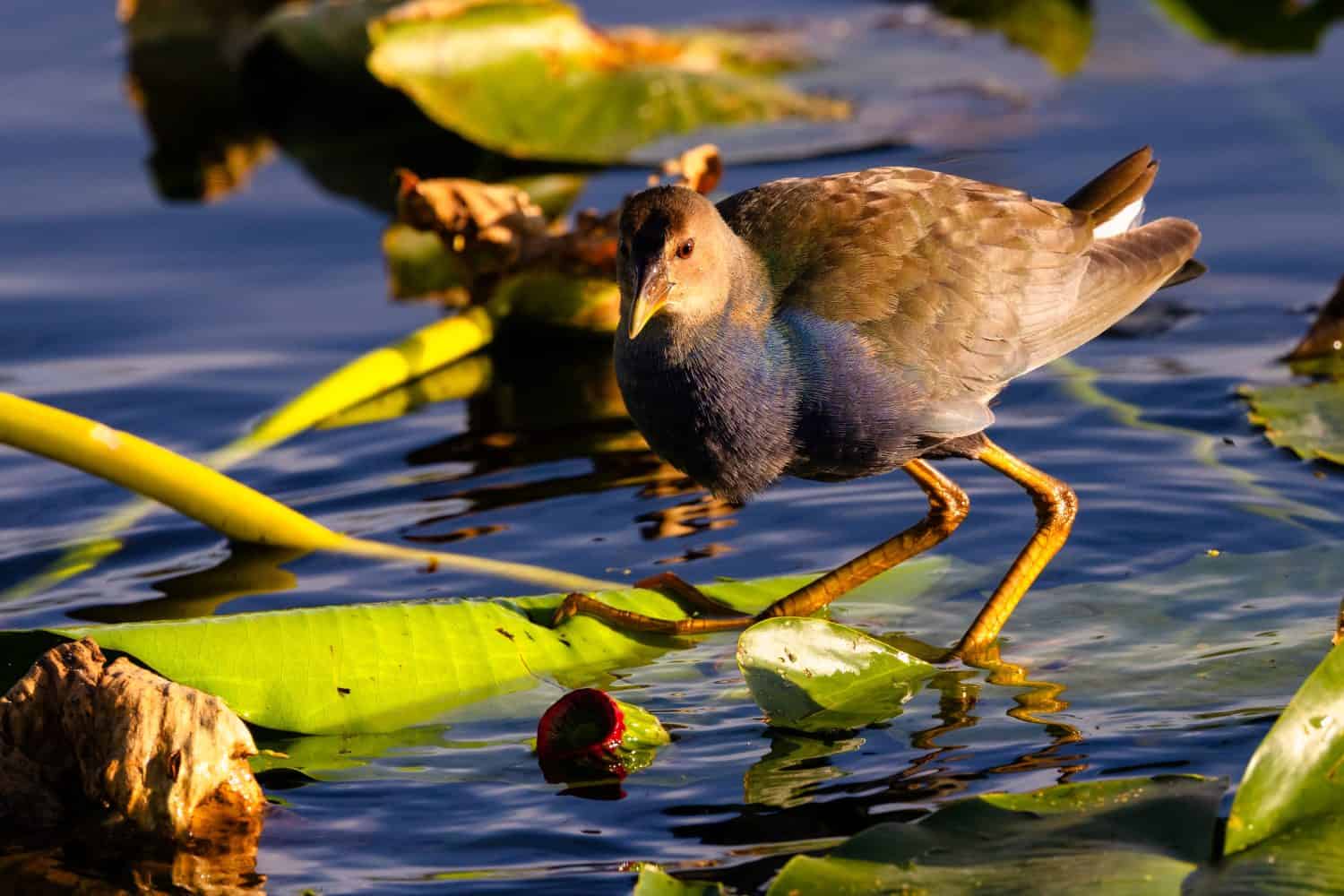 Juvenile Purple Gallinule wading over Lily pads in the lake at Everglades National Park in Florida.