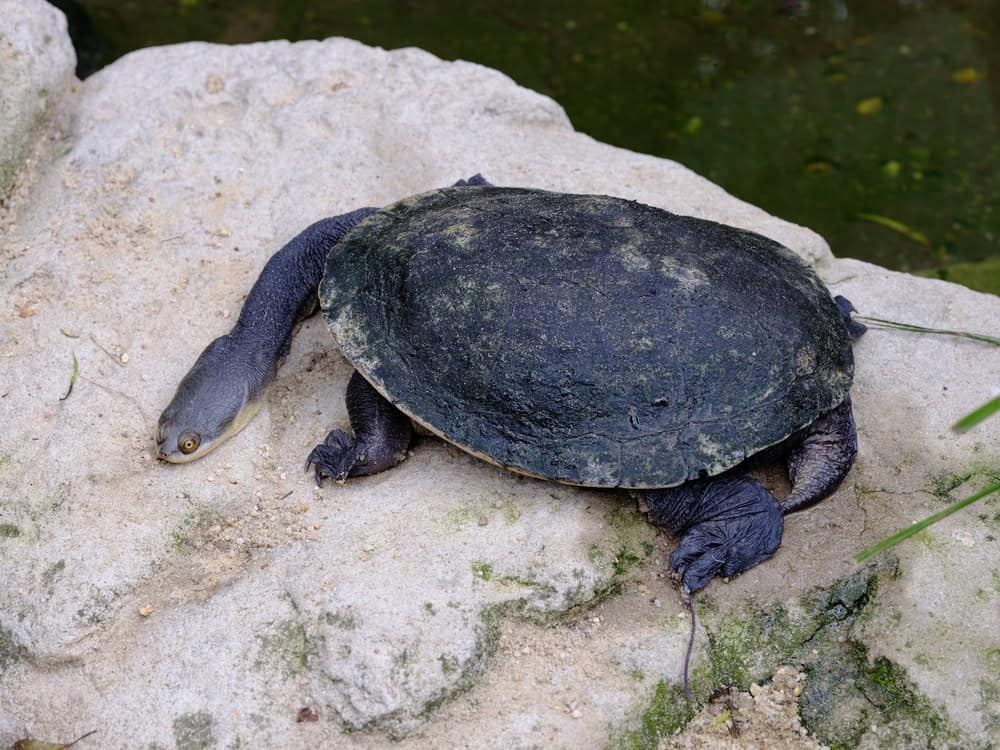 Fascinating awesome Broad-shelled Turtle in natural beauty.