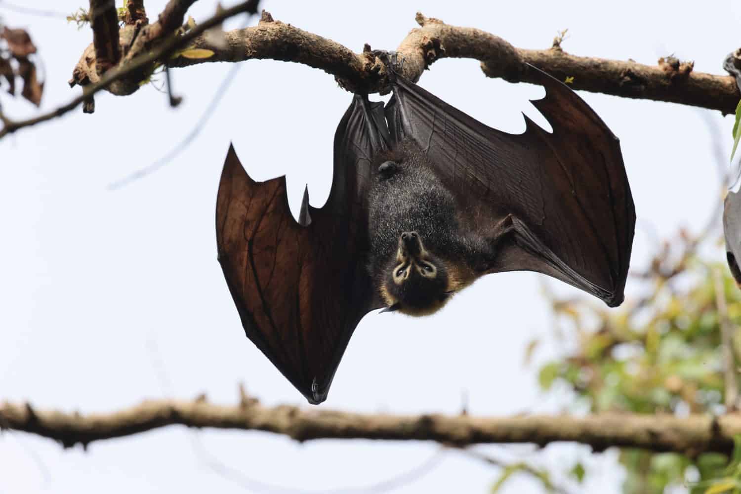 spectacled flying fox (Pteropus conspicillatus) Queensland, Australia