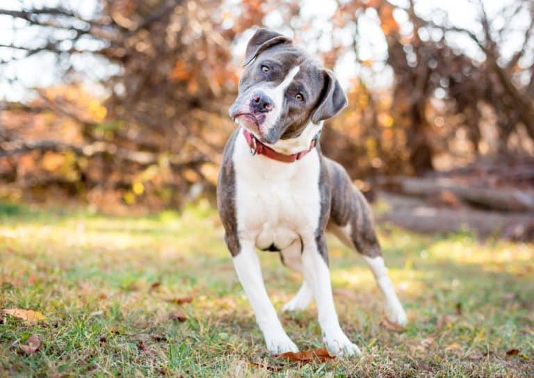 A Pit Bull Terrier mixed breed dog leaning sideways and listening with a head tilt