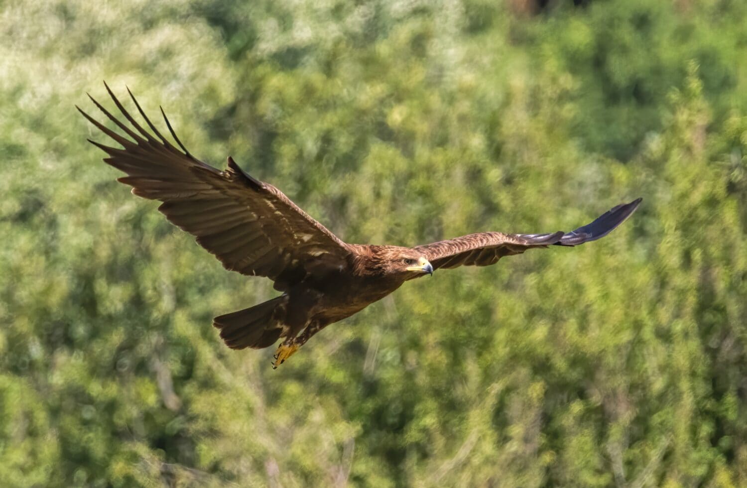 Lesser spotted eagle in a natural habitat