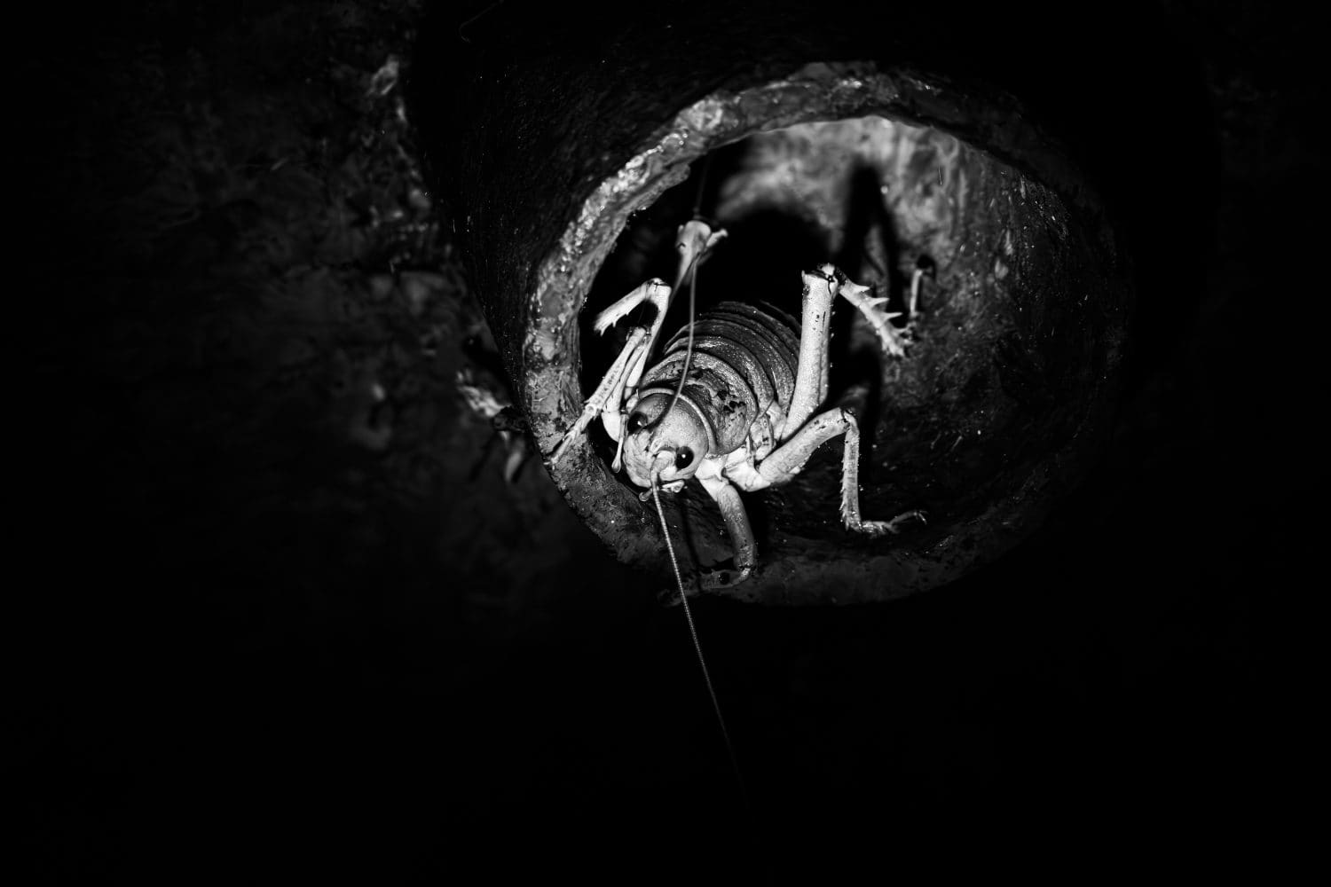 Deinacrida rugosa Cook Strait giant wētā in an open pipe in Zealandia Te Māra a Tāne Sanctuary during the night in Wellington - New Zealand