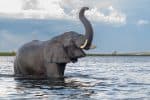 African bush elephant