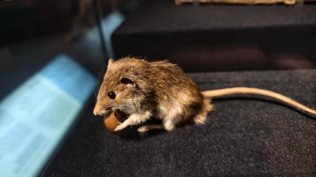 Taxidermy specimen of a pocket mouse.