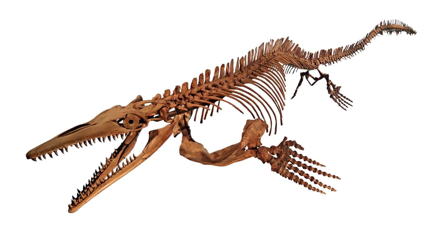 Skeleton of a prehistoric marine reptile Mosasaur fossil isolated on white background ancient aquatic dinosaur bones with sharp teeth jaws flippers and long tail
Ancient fossilized skeleton of a Mosasaur marine reptile from the Cretaceous period showing detailed bone structure skull teeth and flippers isolated on white background perfect for education history museum and paleontology science research study
Skeleton of a prehistoric marine reptile Mosasaur fossil isolated on white background ancient aquatic dinosaur bones with sharp teeth jaws flippers and long tail