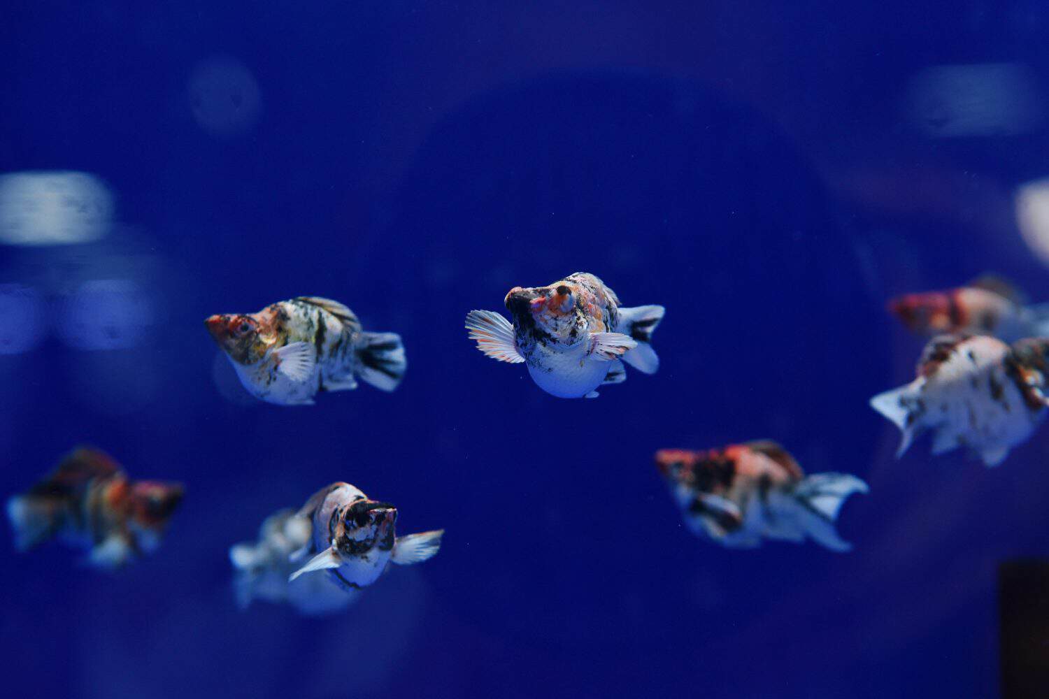 Group fancy colors balloon fish round tail high fin balloon molly fish in glass tank blue background