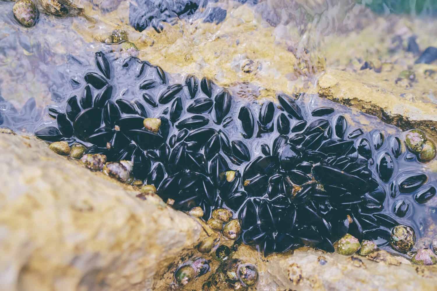 Cluster of black mussels on rocky shoreline with small shells and algae.