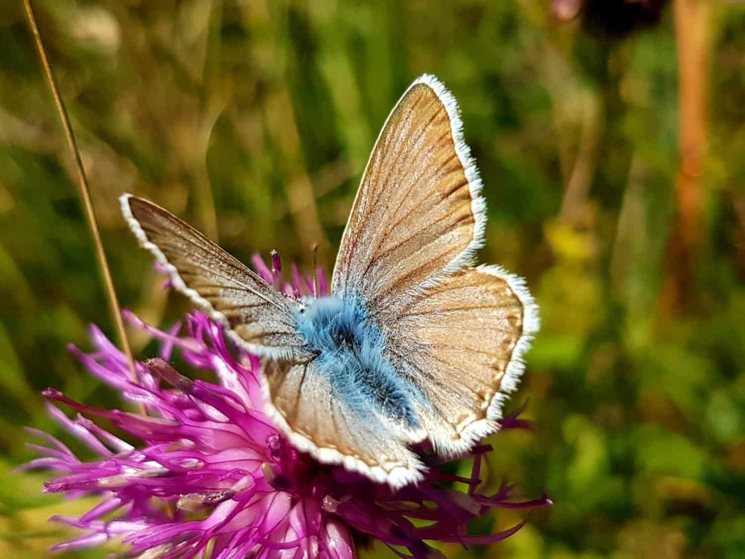 A delicate close-up of a blue butterfly (gossamer-winged butterfly) resting on an alpine thistle in the Swiss Alps. The image highlights fine wing textures and vivid natural colors.