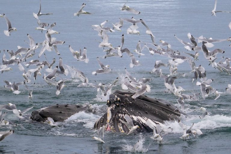 Humpback whales emerging from the water during coordinated feeding activity surrounded by seabirds in Greenland.
