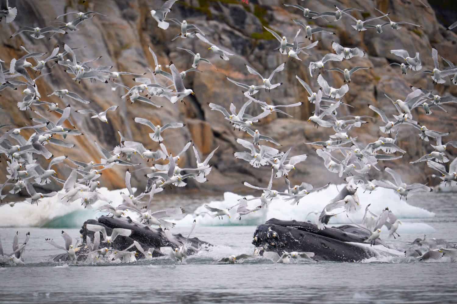 Humpback whales feeding in icy Arctic waters surrounded by gulls and floating ice near Ilulissat, Greenland.