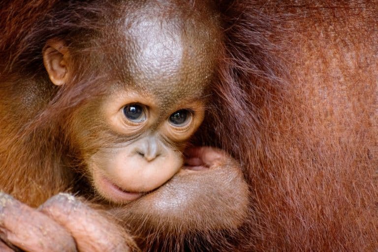 Close-up portrait of a cute baby orangutan looking at the camera with a thoughtful expression.
