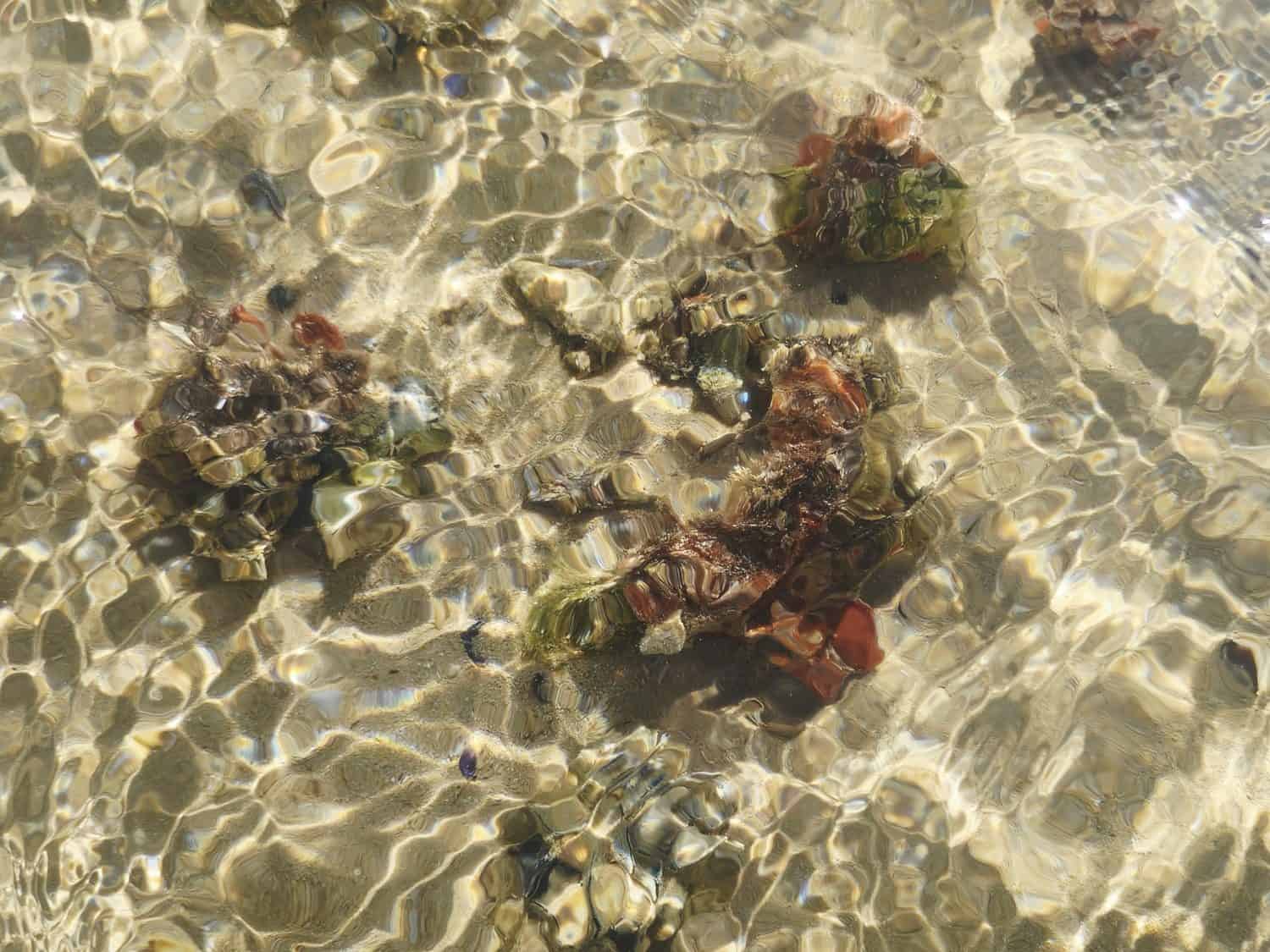a colonial sea squirt (tunicate), The Red Sea and Mediterranean coasts of Egypt are home to several such species, often found in shallow, shaded areas or on rocky reefs, tunicate is a marine invertebrate animal, belonging to the subphylum Tunicata, known for their barrel-like shape, rubbery outer covering called a tunic, and their ability to shoot jets of water when disturbed
