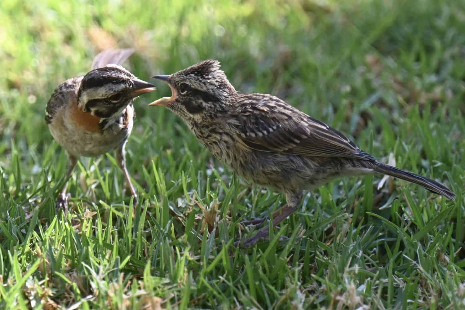 A mother rufous-collared sparrow interacting with its hungry baby bird on a lawn.