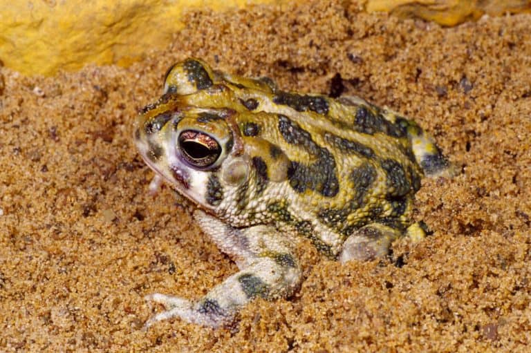 Burrowing Frog