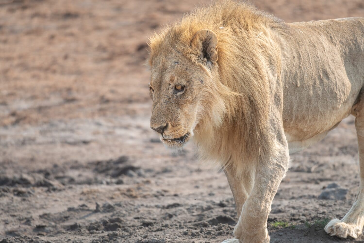 Lion at a muddy waterhole in Etosha national Park, Namibia, Africa