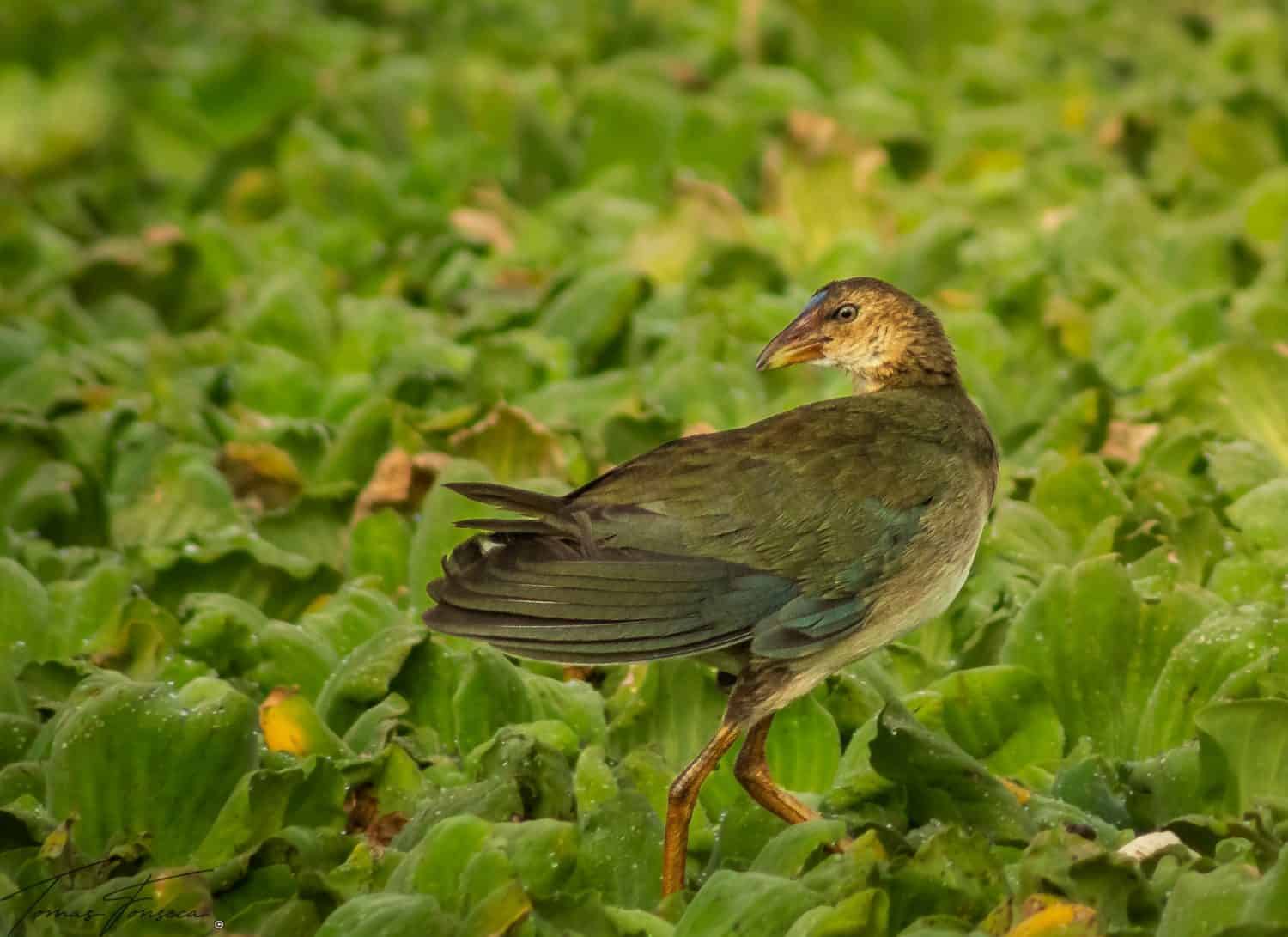A juvenile purple gallinule or common gallinule looking over its shoulder while foraging over thick green water vegetation.