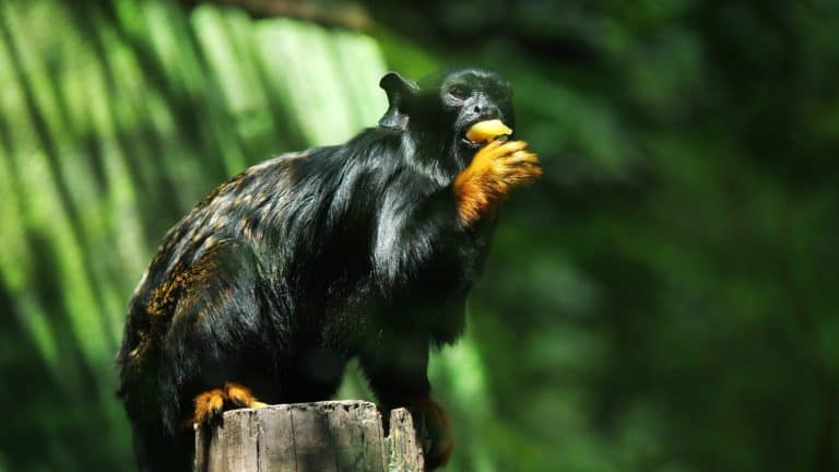 tamarin perched on a tree stump, holding a piece of fruit in its distinctive orange-pawed hand
