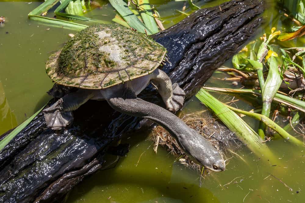 Australian Broad-shelled River Turtle on log