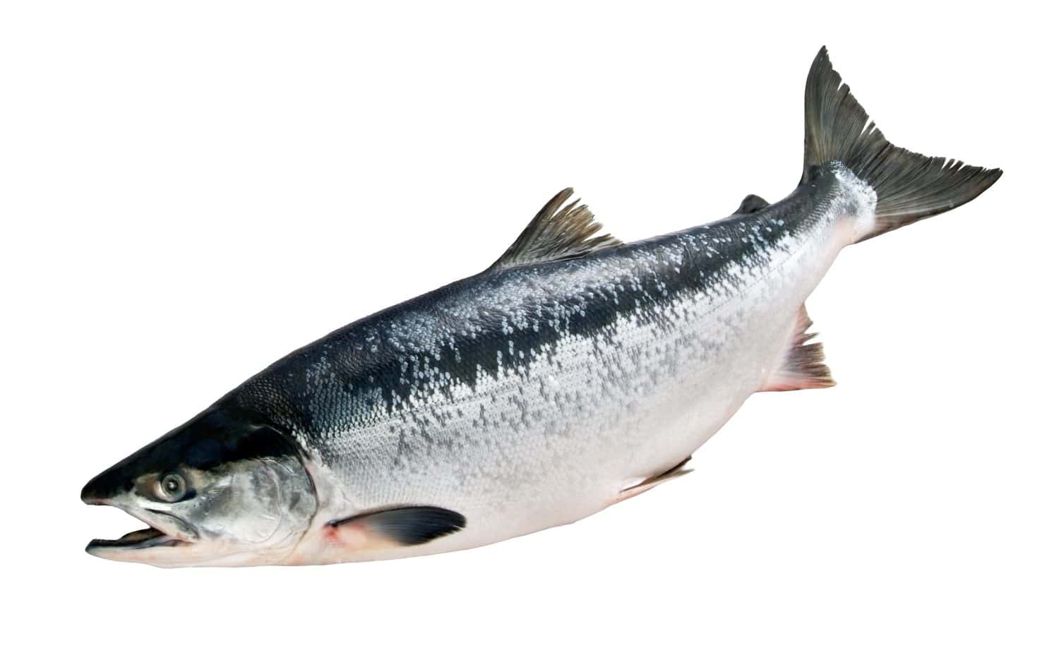 Cutout image of a plump, delicious wild sockeye salmon positioned with its head angled downward.