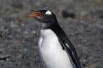 Gentoo penguin