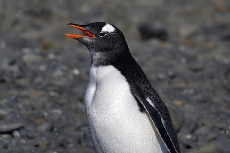 Gentoo Penguin