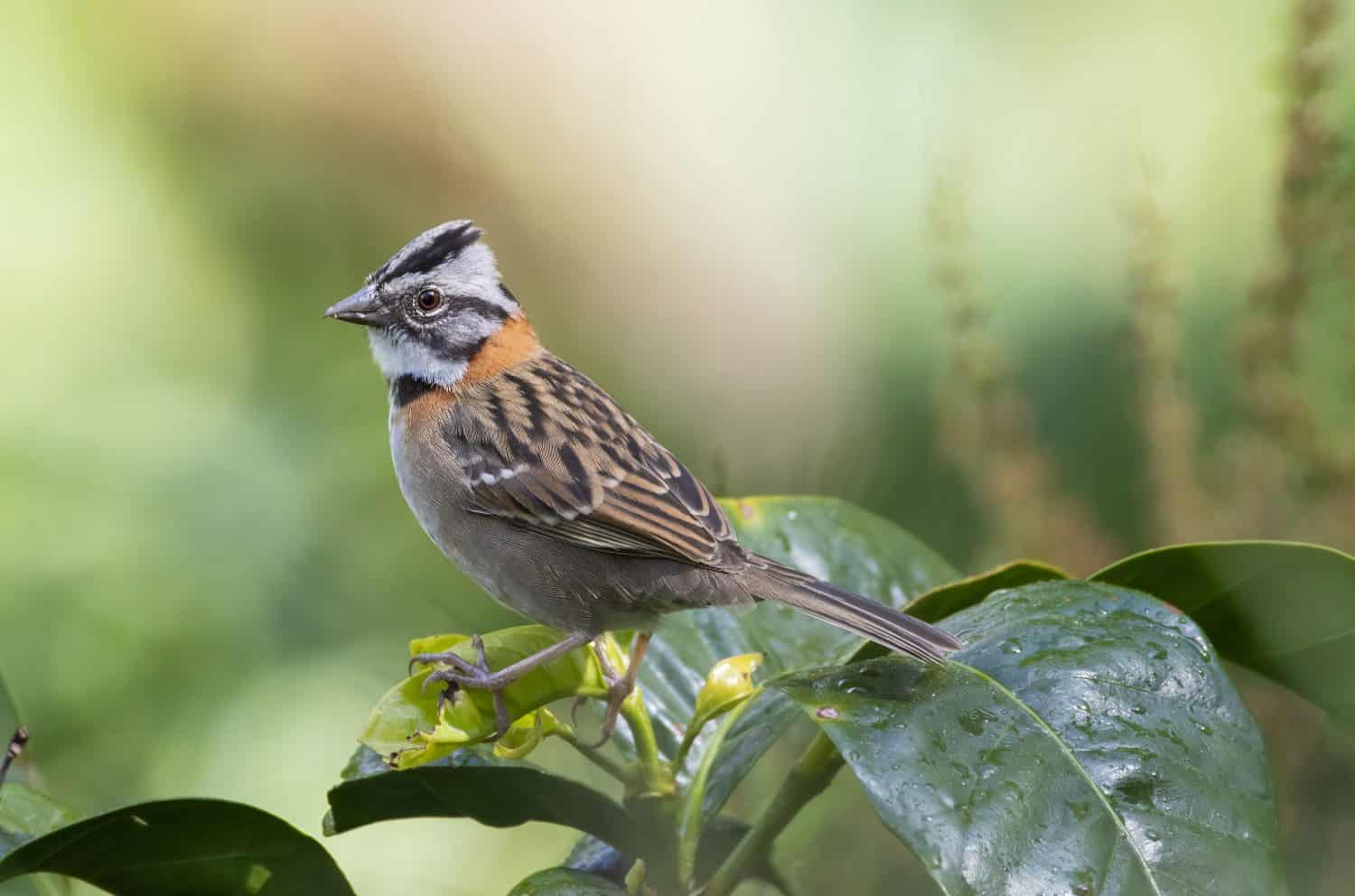 Rufous-collared Sparrow (Zonotrichia capensis) perched on top of coffee tree
