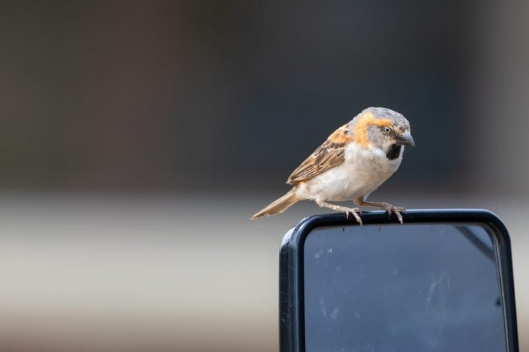 Rufous collared sparrow perching on a vehicle side mirror in urban setting